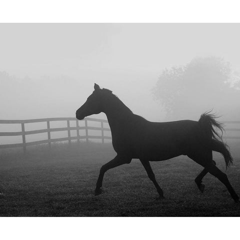 Morning Pasture II White Modern Wood Framed Art Print by Anonymous