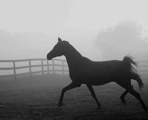 Morning Pasture II White Modern Wood Framed Art Print with Double Matting by Anonymous