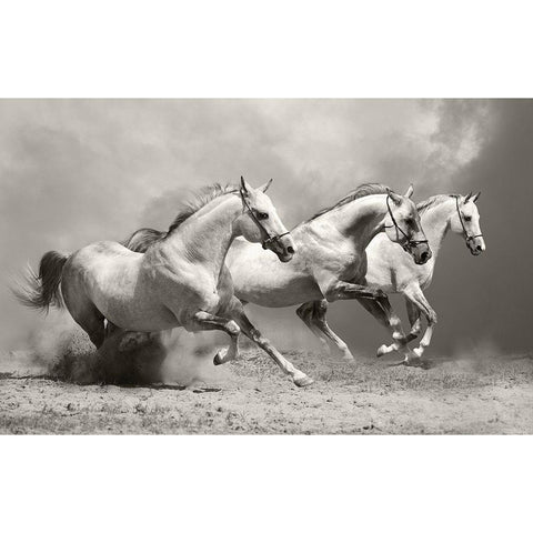 White Stallions II Black Modern Wood Framed Art Print with Double Matting by Anonymous