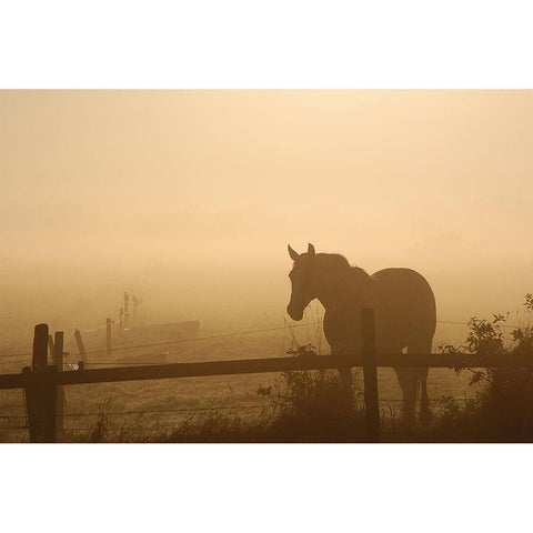 Grazing in the Mist II Gold Ornate Wood Framed Art Print with Double Matting by Anonymous