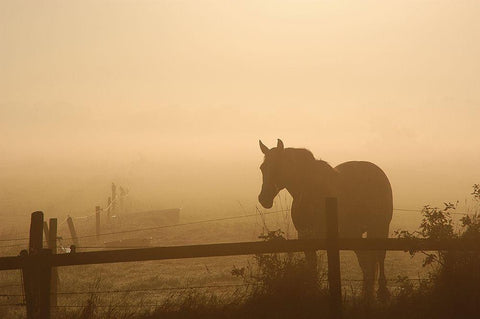 Grazing in the Mist II Black Ornate Wood Framed Art Print with Double Matting by Anonymous