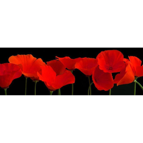 Vermilion Poppies White Modern Wood Framed Art Print by Crum, R.