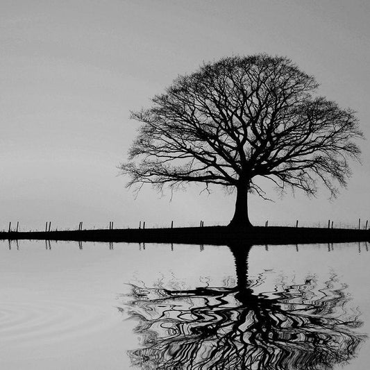 Image Only