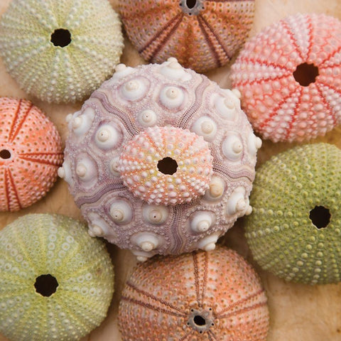 Sea Urchin Group White Modern Wood Framed Art Print by Bramwell