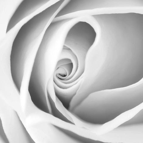 Rose Swirl I White Modern Wood Framed Art Print with Double Matting by Anonymous