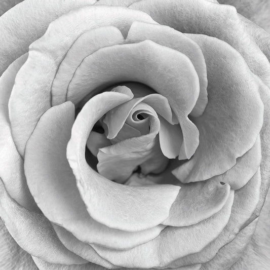Image Only
