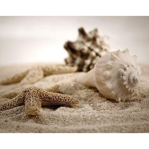 Seashells in the Sand Black Modern Wood Framed Art Print with Double Matting by Cunningham, S.