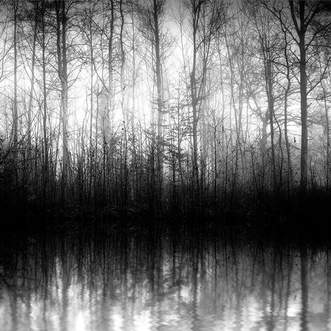 Forest Mist Black Modern Wood Framed Art Print with Double Matting by Anonymous