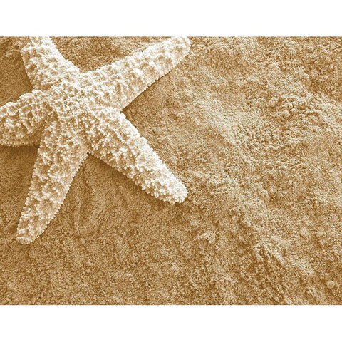 Starfish in the Sand White Modern Wood Framed Art Print by Anonymous