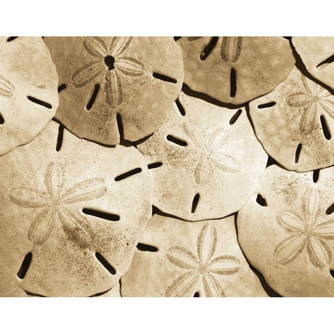 Sand Dollar Grouping Black Modern Wood Framed Art Print with Double Matting by Anonymous