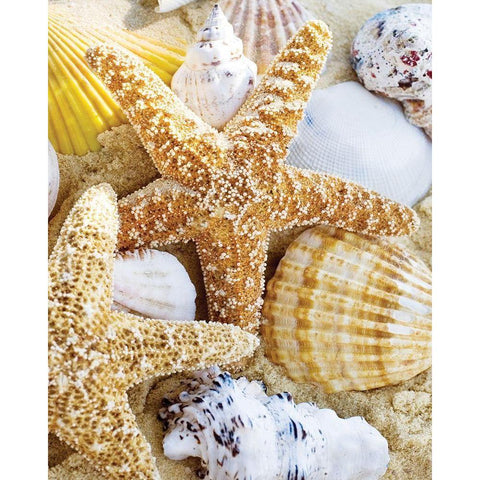 Starfish and Shells White Modern Wood Framed Art Print by Anonymous