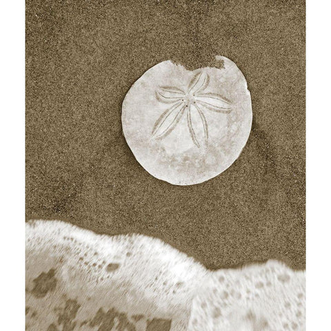 Sand Dollar and Surf White Modern Wood Framed Art Print by Anonymous