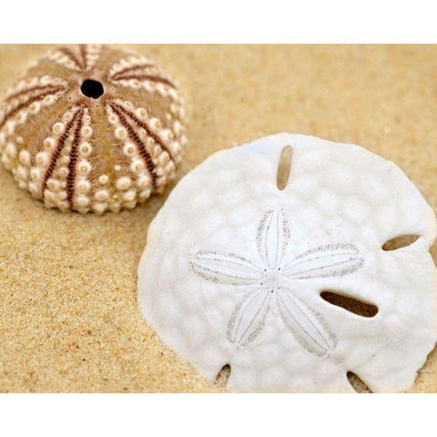 Sand Dollar and Sea Urchin White Modern Wood Framed Art Print by Anonymous