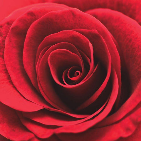 Red RosebudÂ  Black Modern Wood Framed Art Print with Double Matting by Swanepoel