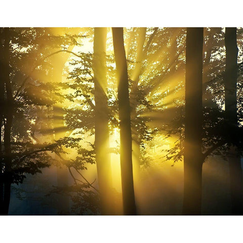 Light Through the Trees I, Color Gold Ornate Wood Framed Art Print with Double Matting by Anonymous