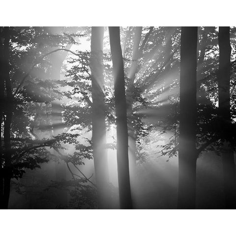 Light Through the Trees I Black Modern Wood Framed Art Print with Double Matting by Anonymous