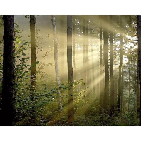 Light Through the Trees II Black Modern Wood Framed Art Print with Double Matting by Anonymous