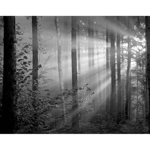 Light Through the Trees II White Modern Wood Framed Art Print by Anonymous