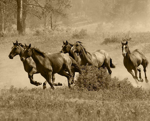 Wild Horses II Black Ornate Wood Framed Art Print with Double Matting by Anonymous