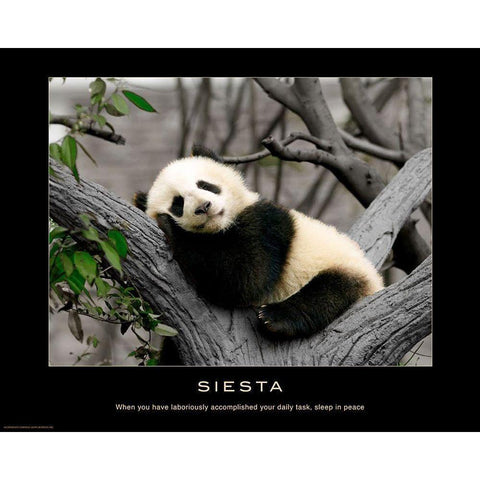 Siesta White Modern Wood Framed Art Print by Anonymous