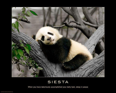 Siesta White Modern Wood Framed Art Print with Double Matting by Anonymous