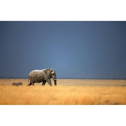 Follow the Leader, Color White Modern Wood Framed Art Print by Gerhardus