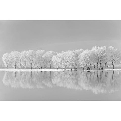 Snow Trees Along the Lake Black Modern Wood Framed Art Print by Jordache