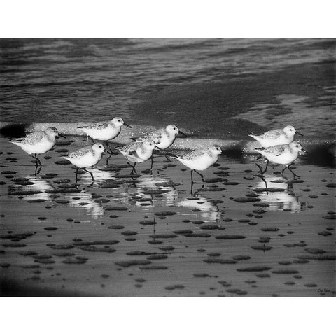 Family Reunion White Modern Wood Framed Art Print by Turek, Eve