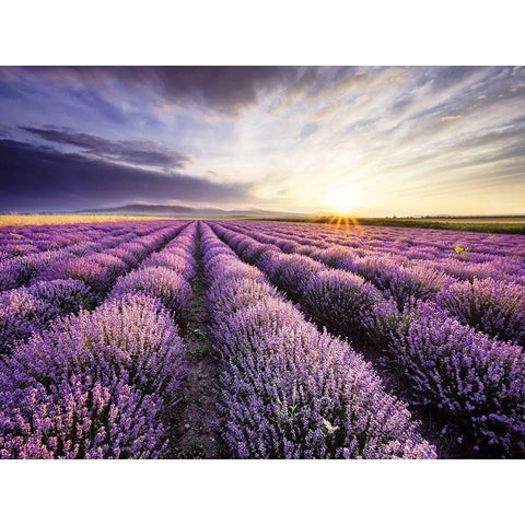 Lavender Sunrise White Modern Wood Framed Art Print by Anonymous