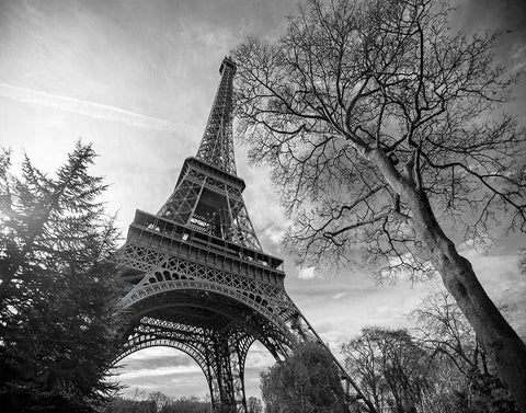 Eiffel Tower with Tree Black Ornate Wood Framed Art Print with Double Matting by Graciet, Stephane