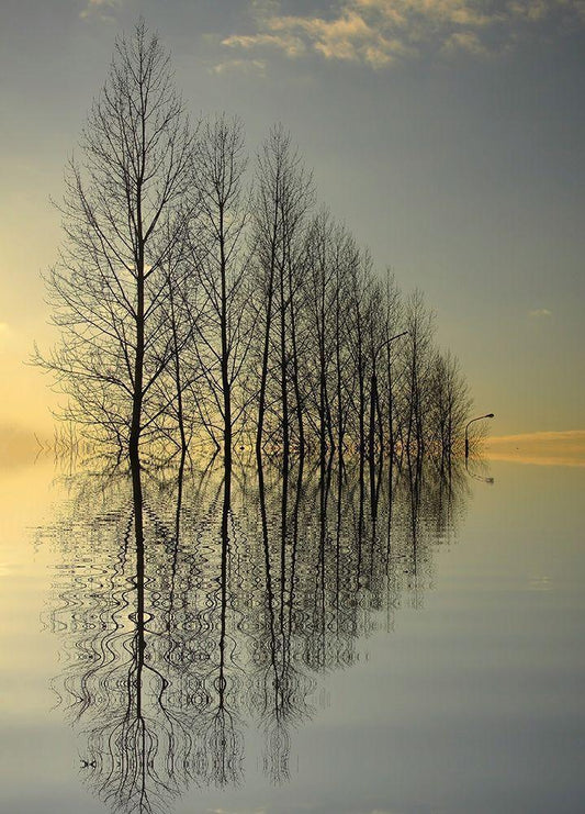 Image Only