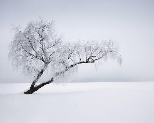 Image Only