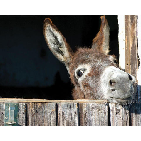 Whos There? White Modern Wood Framed Art Print by Hawlan