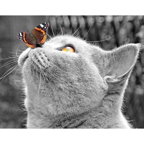 Butterfly on Nose Black Modern Wood Framed Art Print by Anonymous