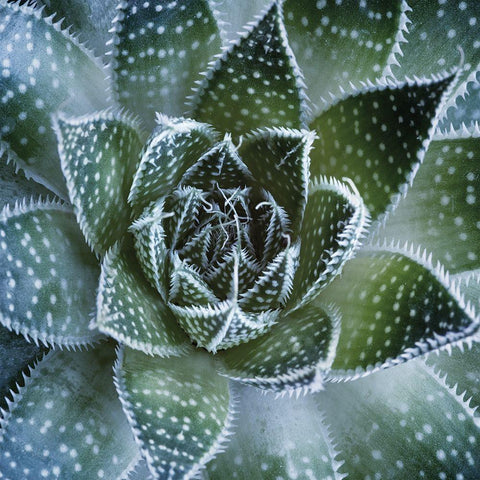 Aloe Aristata White Modern Wood Framed Art Print with Double Matting by Palis