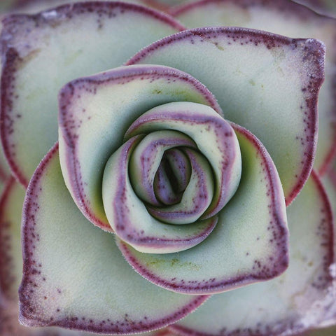 Macro Succulent Black Modern Wood Framed Art Print by Garsot