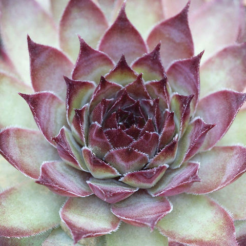 Sempervivum Florette White Modern Wood Framed Art Print with Double Matting by Avison