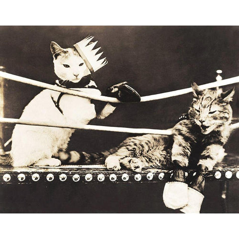 Catfight Black Modern Wood Framed Art Print with Double Matting by Anonymous