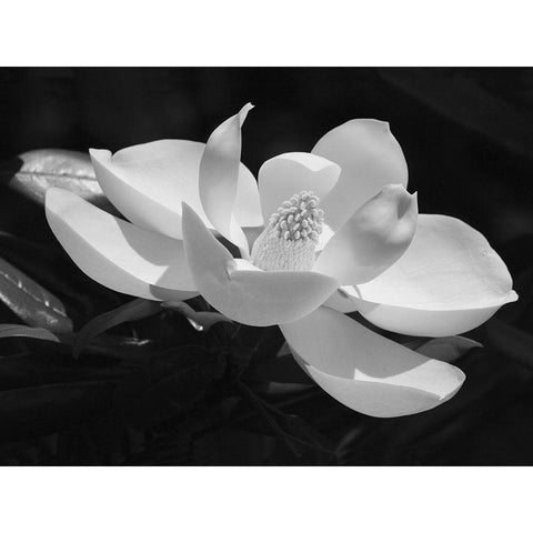 Magnolia Flower Black Modern Wood Framed Art Print with Double Matting by Anonymous