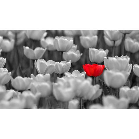 Red Tulip In Black and White Field Gold Ornate Wood Framed Art Print with Double Matting by Baskakov, A.