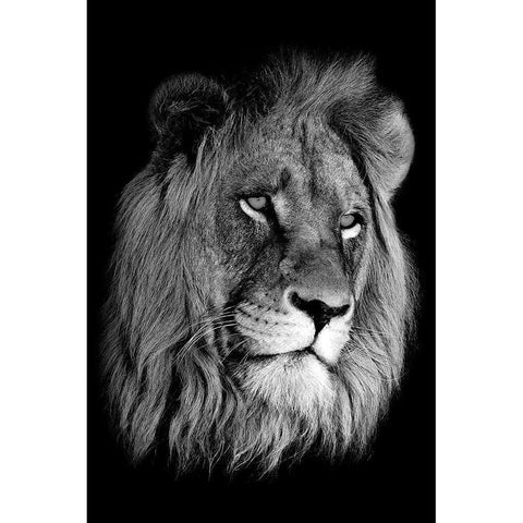 Lion King Black Modern Wood Framed Art Print with Double Matting by Anon