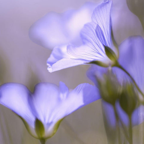 Fleur Mauve White Modern Wood Framed Art Print with Double Matting by Anonymous