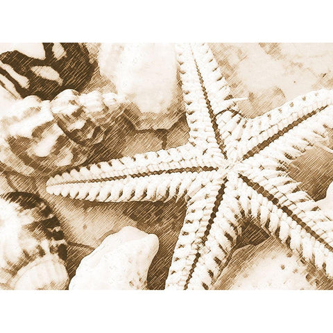 Starfish Impression White Modern Wood Framed Art Print by Anonymous