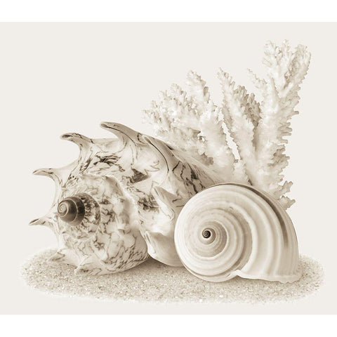 Seashells I White Modern Wood Framed Art Print by Anonymous