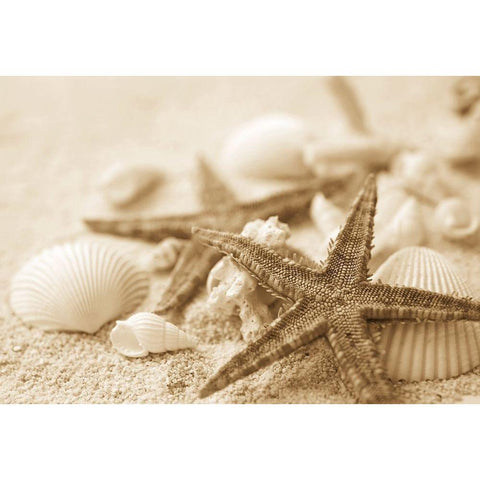 Starfish and Seashells White Modern Wood Framed Art Print by Anonymous