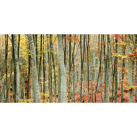 Beech Forest White Modern Wood Framed Art Print by Mavroudakis