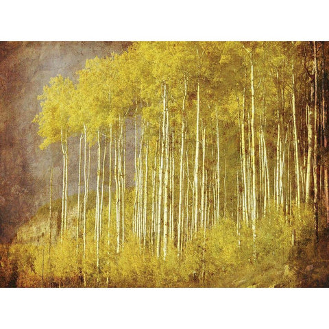Autumn Aspen ForestAnon Black Modern Wood Framed Art Print with Double Matting by Anonymous