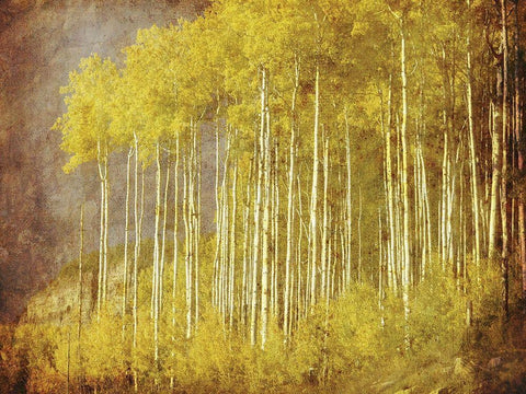 Autumn Aspen ForestAnon Black Ornate Wood Framed Art Print with Double Matting by Anonymous