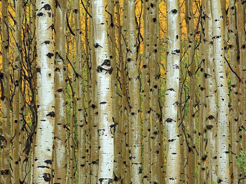 Golden Aspens White Modern Wood Framed Art Print with Double Matting by Adolphson