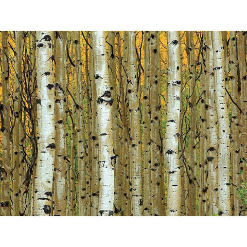 Golden Aspens Black Modern Wood Framed Art Print by Adolphson